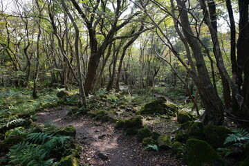 refreshing autumn forest with path