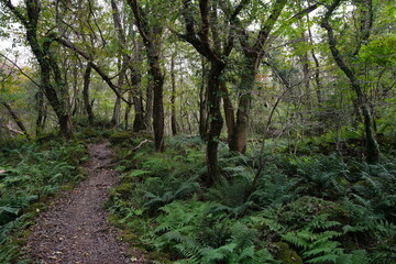 Fototapeta na wymiar refreshing autumn forest with path
