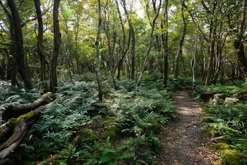 Fototapeta premium refreshing autumn forest with path
