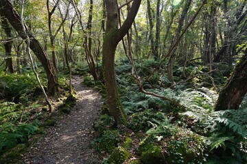 fine path in the gleaming sunlight