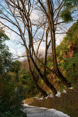 A path in the mountains on the subtropical coast of the Black Sea in winter