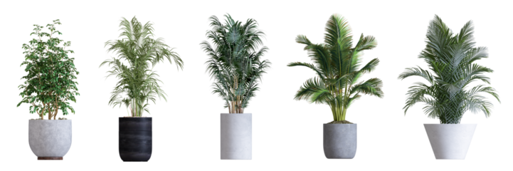 Plant isolated on white background