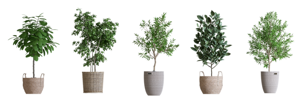 Plant isolated on white background