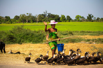 The woman malagasy worker Feeding ducks near rice fields in Madagascar