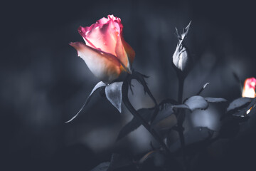 Fine art image of a pink rose