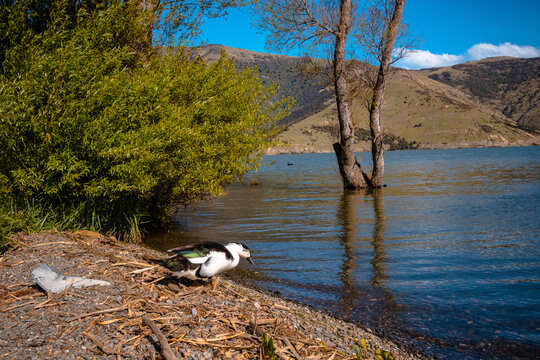 A mallard at Lake Wairewa, Banks Peninsula, on a spring afternoon