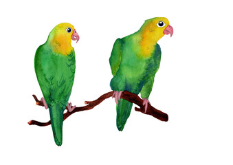 Watercolor hand drawn illustration of two Lovebirds in green color. Tropical birds portrait in realistic style. Design for covers, backgrounds, decorations, prints.