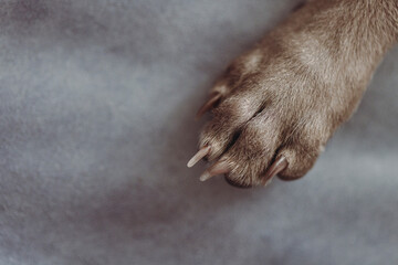 A close up of a paw of an Italian Greyhound on blue fabric