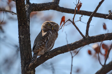Pearl-spotted owlet, Glaucidium perlatum, a beautiful small African owl, sitting on a tree during daytime - Hwange Nationalpark, Zimbabwe