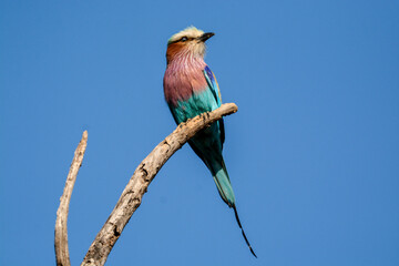 Lilac-Breasted Roller, Coracias caudatus, beautiful and colourful bird of sub-Saharan Africa sitting on a stick of dead bush attracting insects - Hwange Nationalpark, Zimbabwe