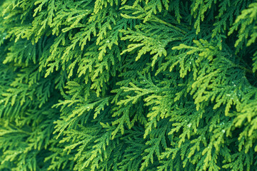 Western thuja green twig. Marsh cedar plant texture background. Thuja occidentalis.