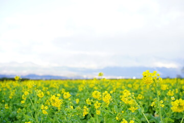 菜の花