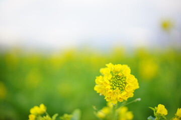 菜の花