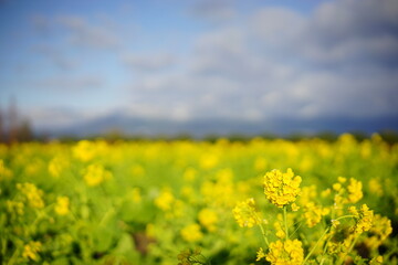 Obraz premium 菜の花