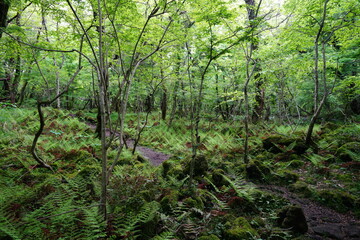 Obraz premium fresh fern and path in springtime