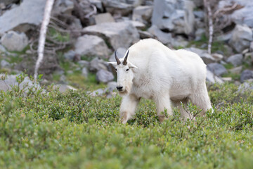 white mountain goat in a green meadow