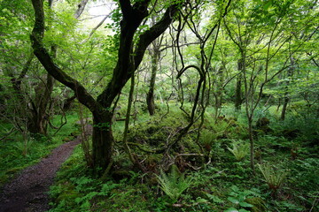 deep spring forest with old trees and vines