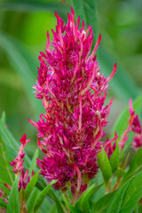 close up of a pink flower