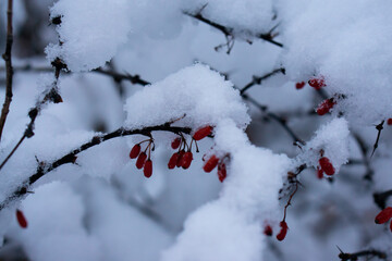 Berries on a rose covered with hoarfrost. Barberry covered with morning frost. Frozen barberry...