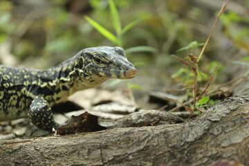 Obraz premium a live lizard walking on the ground