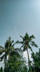 Beautiful view coconut tree and blue sky. beautiful view of coconut trees during a summer day in the countryside. holiday in countryside. beauty of nature. Vertical photo. Tamarind tree