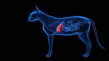 3D medical illustration of a cat's liver