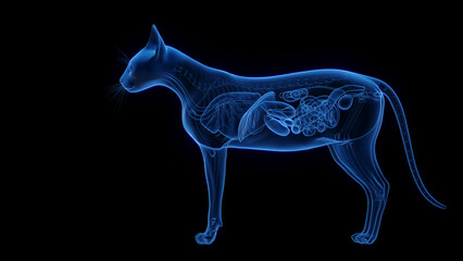 3D medical illustration of the internal organs of a cat