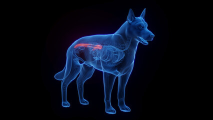 Fototapeta na wymiar 3D medical illustration of a dog's colon