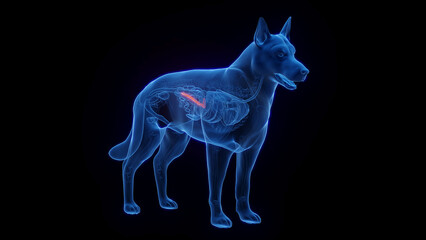 3D medical illustration of a dog's pancreas