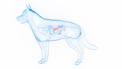 3D medical illustration of a dog's pancreas - obrazy, fototapety, plakaty