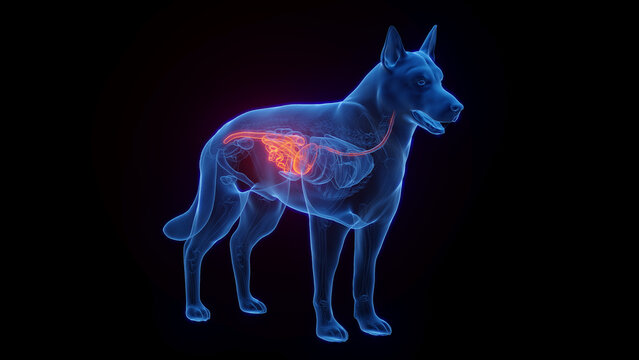 3D medical illustration of a dog's digestive tract