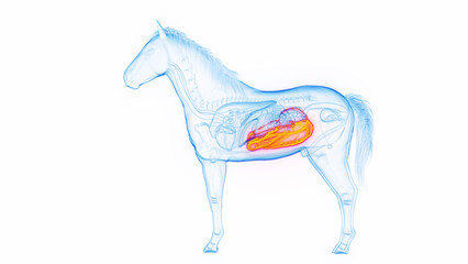3D medical illustration of a horse's large intestine © Sebastian Kaulitzki