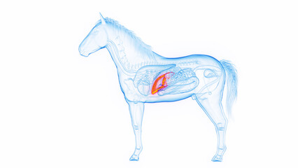 3D medical illustration of a horse's liver © Sebastian Kaulitzki