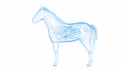 3D medical illustration of a horse's internal organs