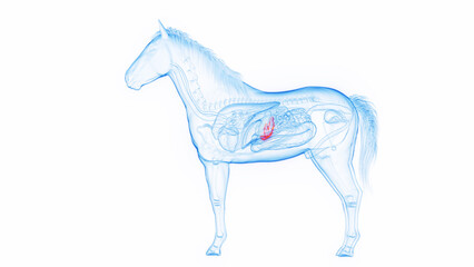 3D medical illustration of a horse's pancreas