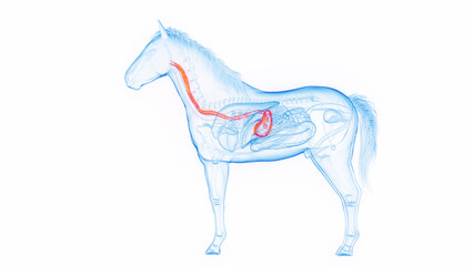 3D medical illustration of a horse's stomach and esophagus
