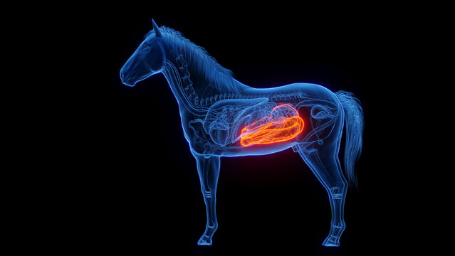 3D medical illustration of a horse's large intestine