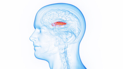 3D medical illustration of a man's lateral globus pallidus