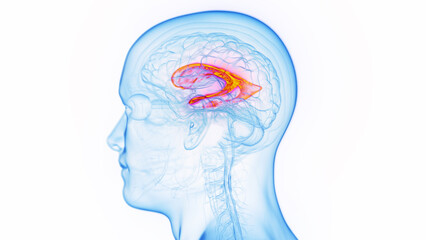 3D medical illustration of a man's lateral ventricle