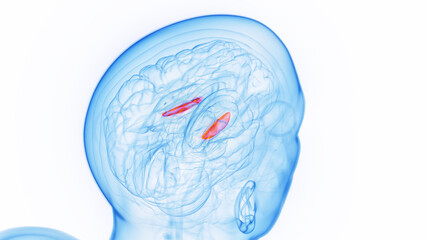 3D medical illustration of a man's medial globus pallidus