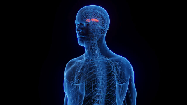 3D medical illustration of a man's lateral globus pallidus
