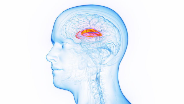3D medical illustration of a man's putamen