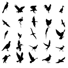 Vector seamless pattern of hand drawn wild predator bird silhouette isolated on white. This vector illustration can be used as a print on t-shirts, tattoo element or other uses. bird vector set design