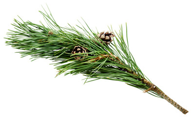 Branch of pine with two cones on transparent background - obrazy, fototapety, plakaty