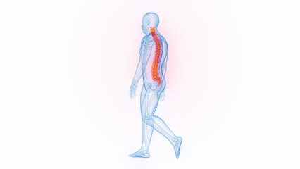 3D medical illustration of a man's spine while walking