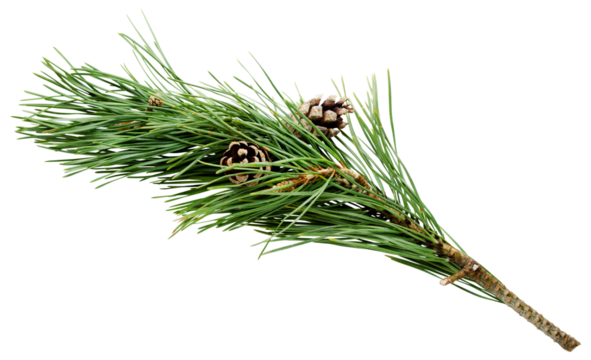 Branch of pine with two cones on transparent background - Powered by Adobe