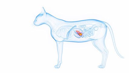 3D medical illustration of the pancreas of a cat © Sebastian Kaulitzki