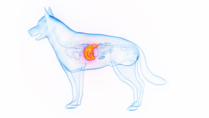 3D medical illustration of a dog's liver