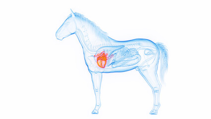 3D medical illustration of a horse's heart © Sebastian Kaulitzki