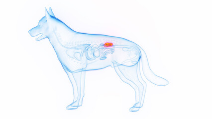 3D medical illustration of a dog's kidneys